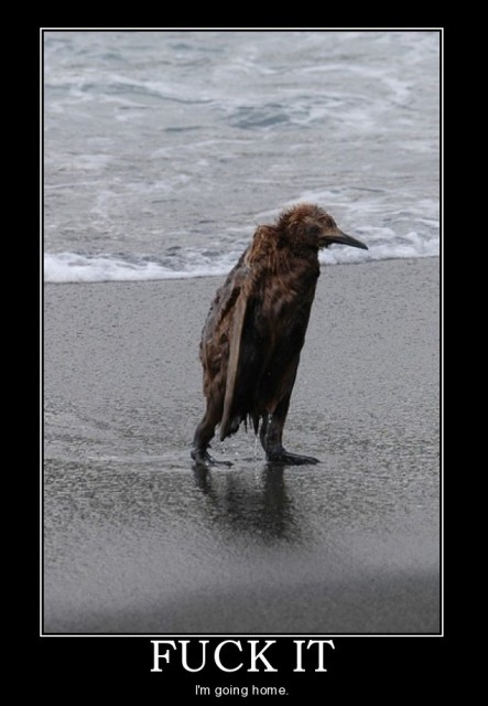 Dejected looking penguin. Caption reads FUCK IT I'm going home.